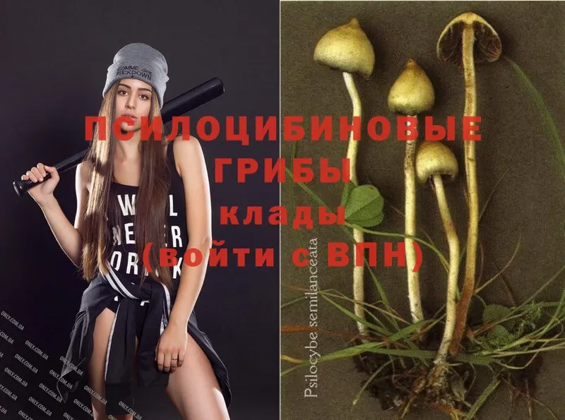 ссылка на мегу ССЫЛКА  Вологда  Галлюциногенные грибы Psilocybe 