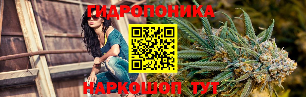 Каннабис сатива Вологда